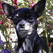 Photo de Chihuahua  poil court