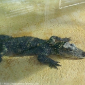 Photo de Crocodile