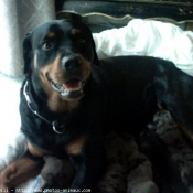 Photo de Rottweiler