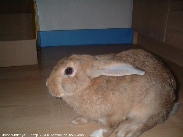 Photo de Lapin