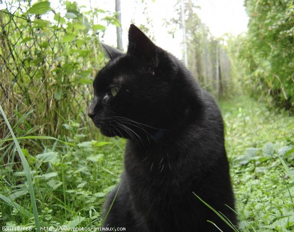 Photo de Chat domestique