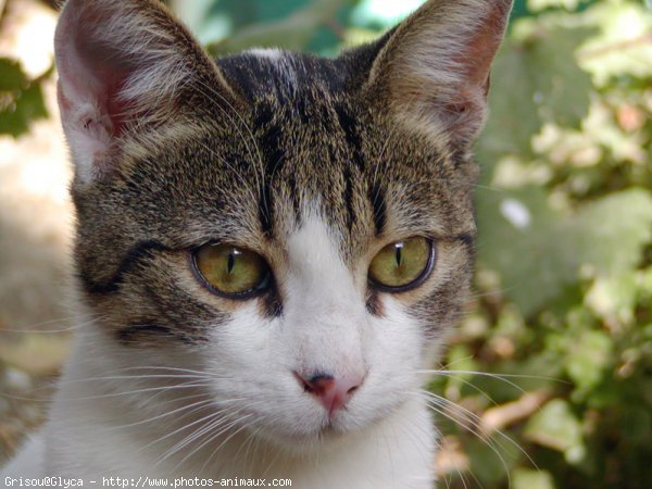 Photo de Chat domestique