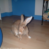 Photo de Lapin