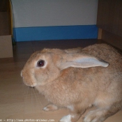 Photo de Lapin