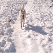 Photo de Berger blanc suisse