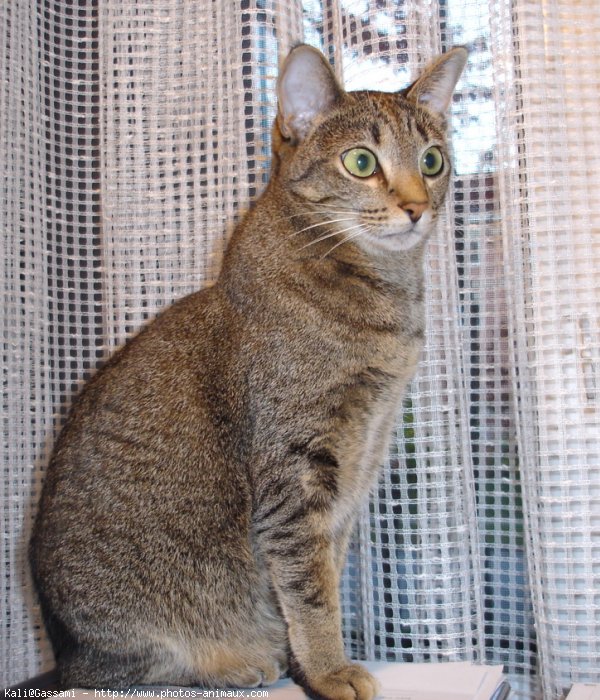 Photo d'Ocicat