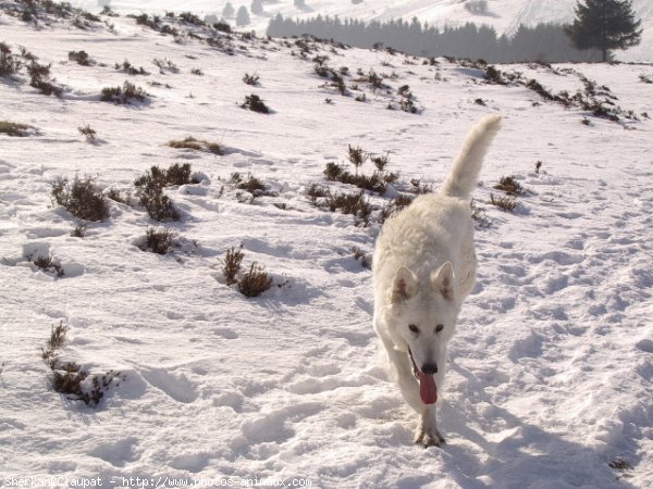 Photo de Berger blanc suisse