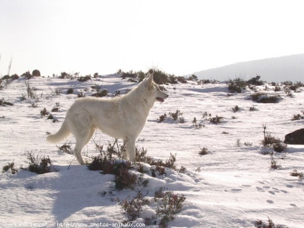 Photo de Berger blanc suisse