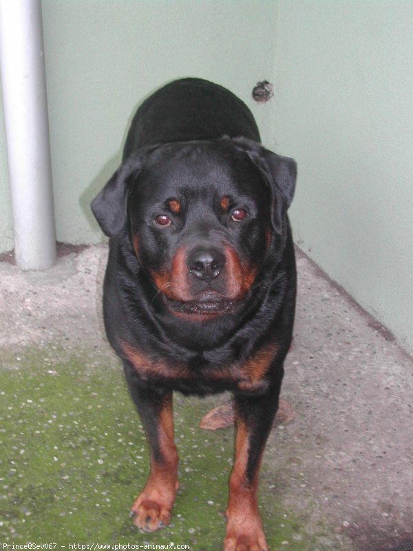 Photo de Rottweiler