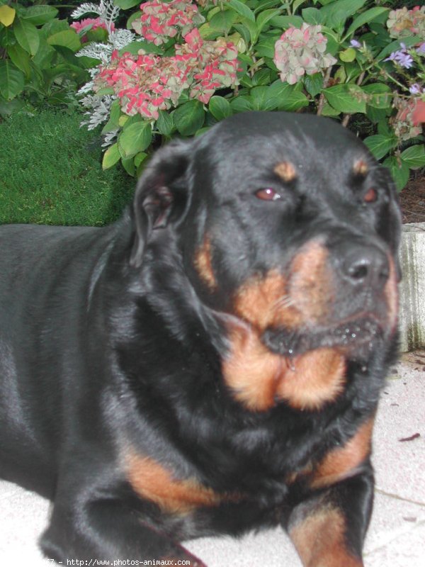 Photo de Rottweiler