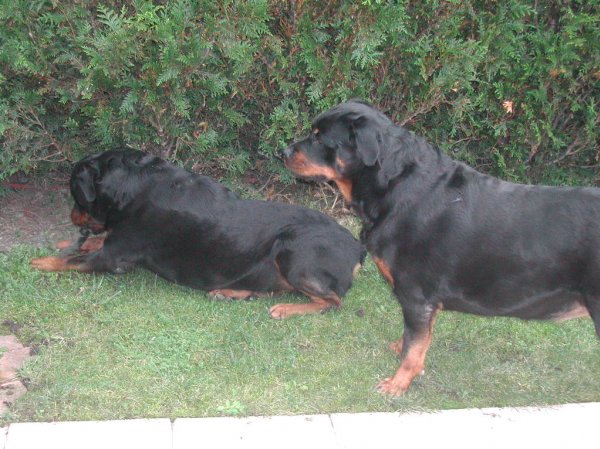 Photo de Rottweiler