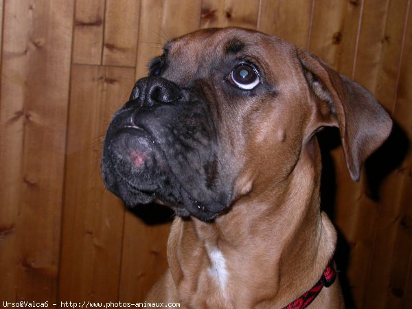 Photo de Boxer