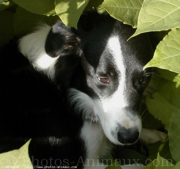 Photo de Border collie