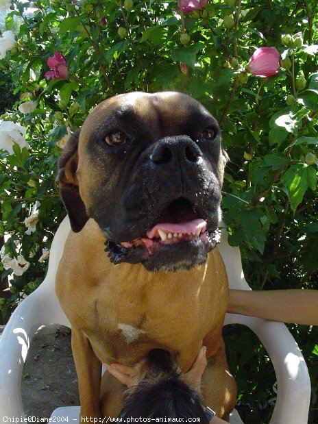 Photo de Boxer