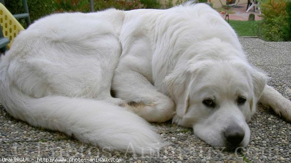 Photo de Chien de berger des tatras