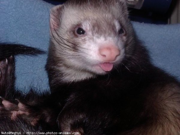 Photo de Furet