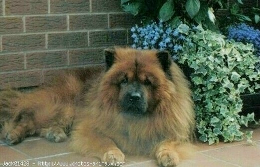 Photo de Chow chow