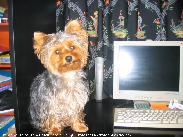 Photo de Yorkshire terrier