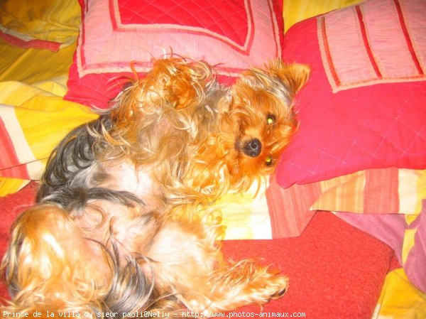 Photo de Yorkshire terrier