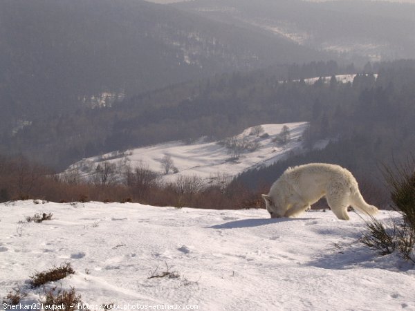 Photo de Berger blanc suisse