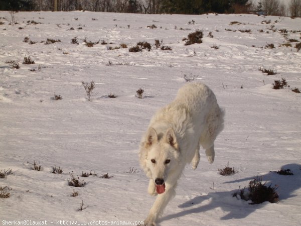 Photo de Berger blanc suisse