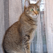 Photo d'Ocicat