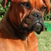 Photo de Boxer