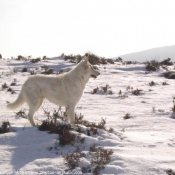 Photo de Berger blanc suisse