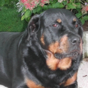 Photo de Rottweiler