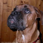 Photo de Boxer