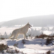 Photo de Berger blanc suisse