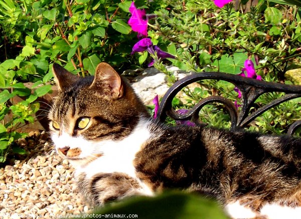 Photo de Chat domestique