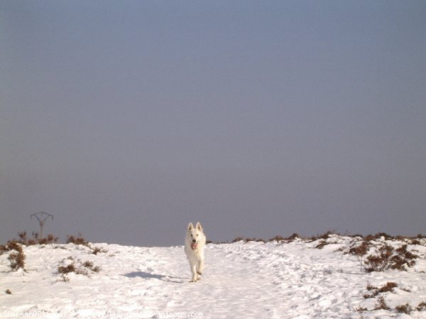 Photo de Berger blanc suisse