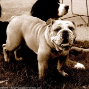 Photo de Bulldog