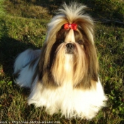 Photo de Shih tzu