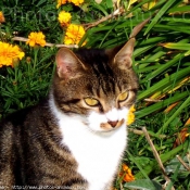 Photo de Chat domestique