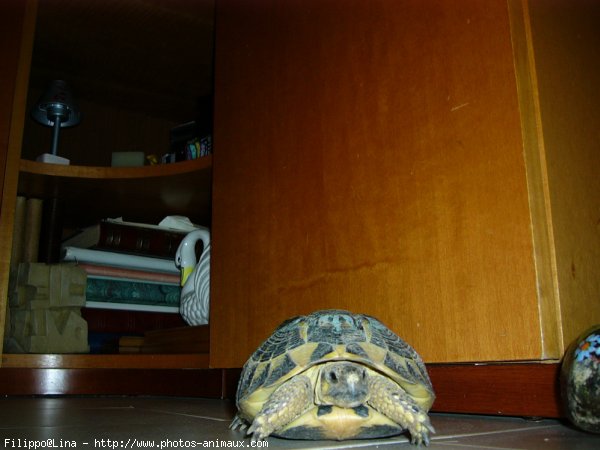 Photo de Tortue