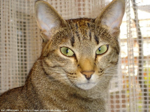 Photo d'Ocicat