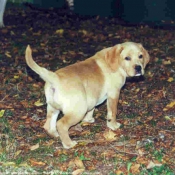 Photo de Labrador retriever