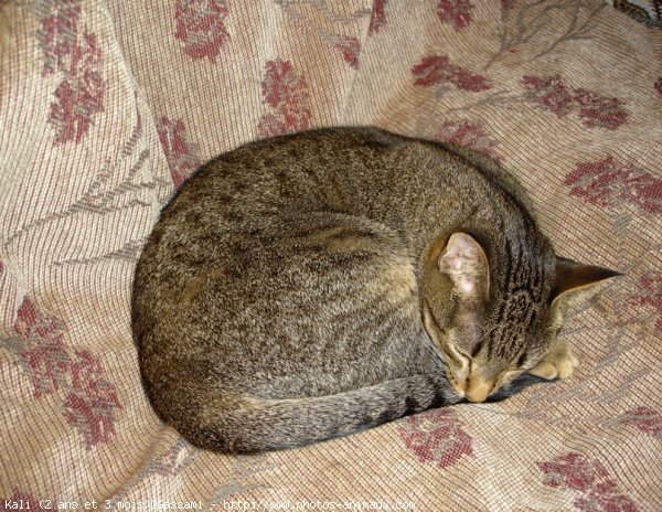 Photo d'Ocicat