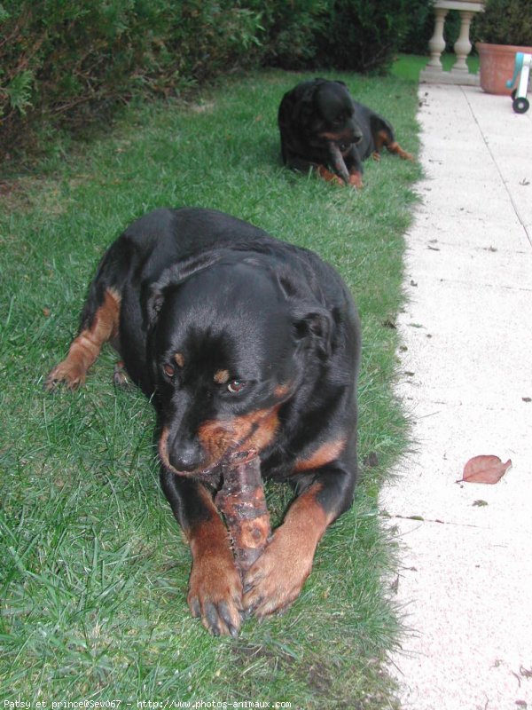 Photo de Rottweiler