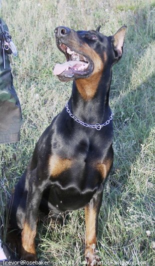 Photo de Dobermann