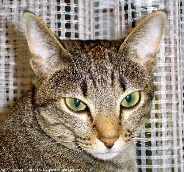 Photo d'Ocicat