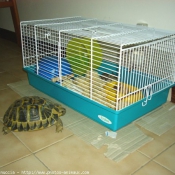 Photo de Tortue