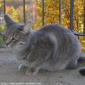 Photo de Chat domestique