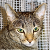 Photo d'Ocicat