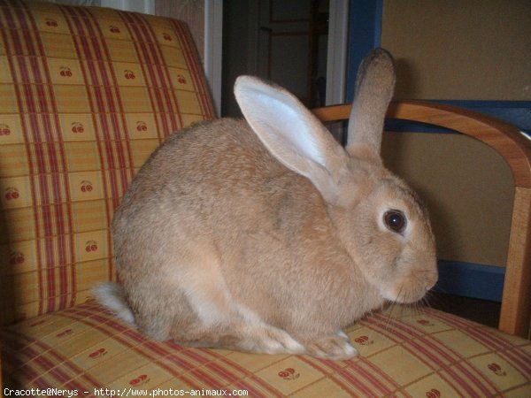 Photo de Lapin