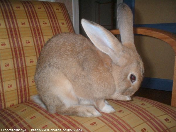 Photo de Lapin