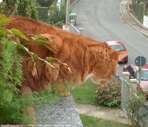 Photo de Chat domestique