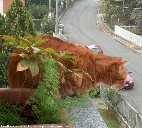 Photo de Chat domestique